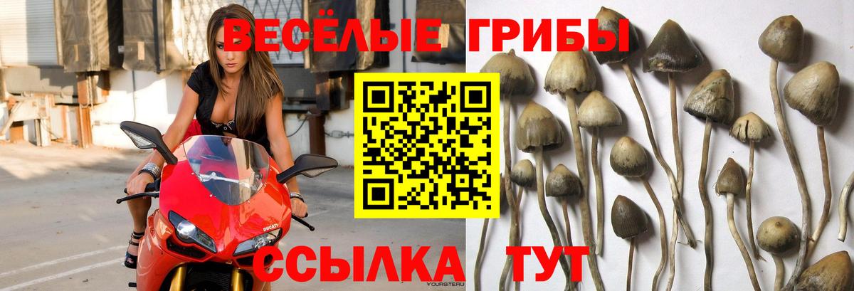 Королёв  Галлюциногенные грибы прущие грибы  как найти наркотики  Псилоцибиновые грибы Magic Shrooms  Вход с VPN 