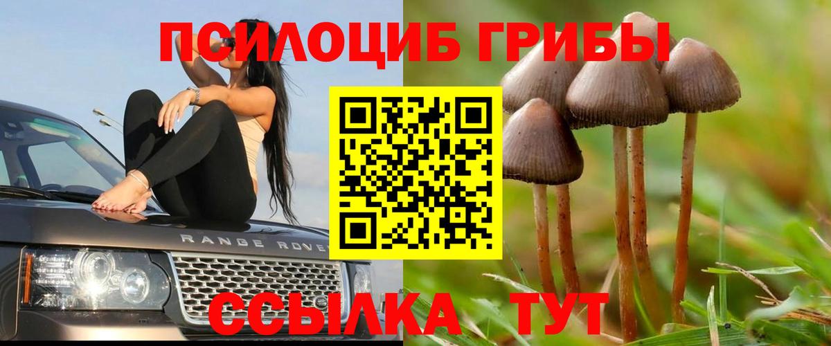 Галлюциногенные грибы Cubensis Королёв